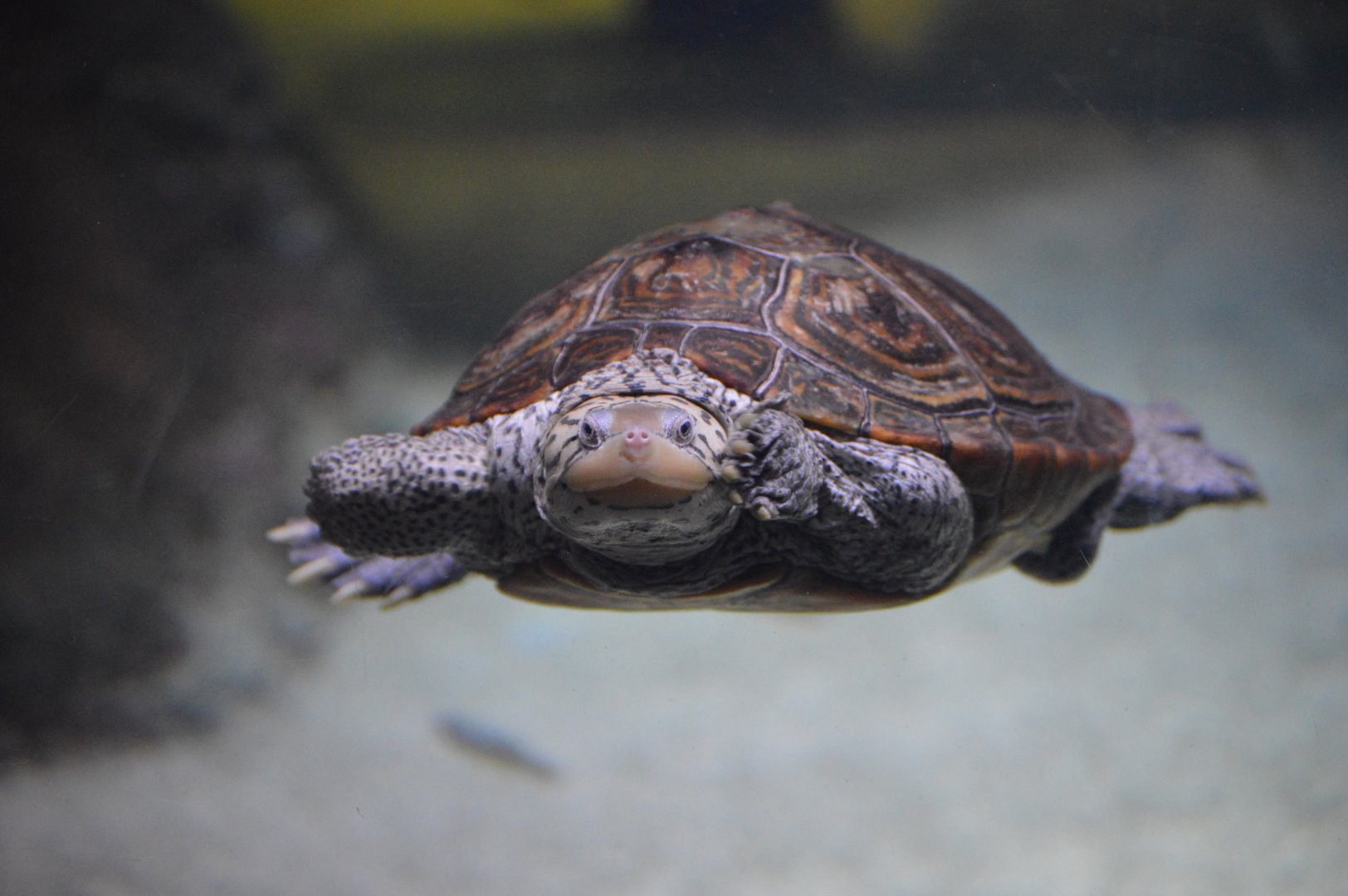Chesapeake Marsh - Diamondback Terrapin (Malaclemys terrapin)