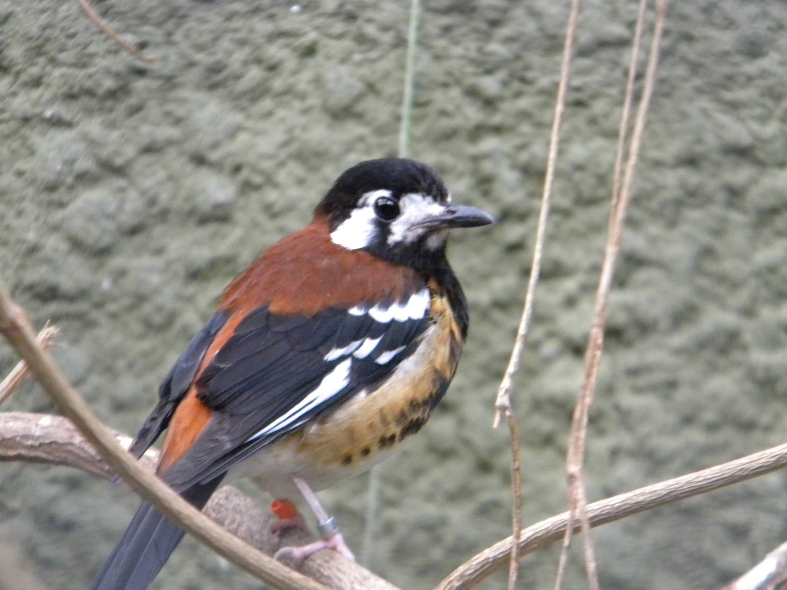 Chesnut Backed Thrush at Chester Zoo 11/06/11