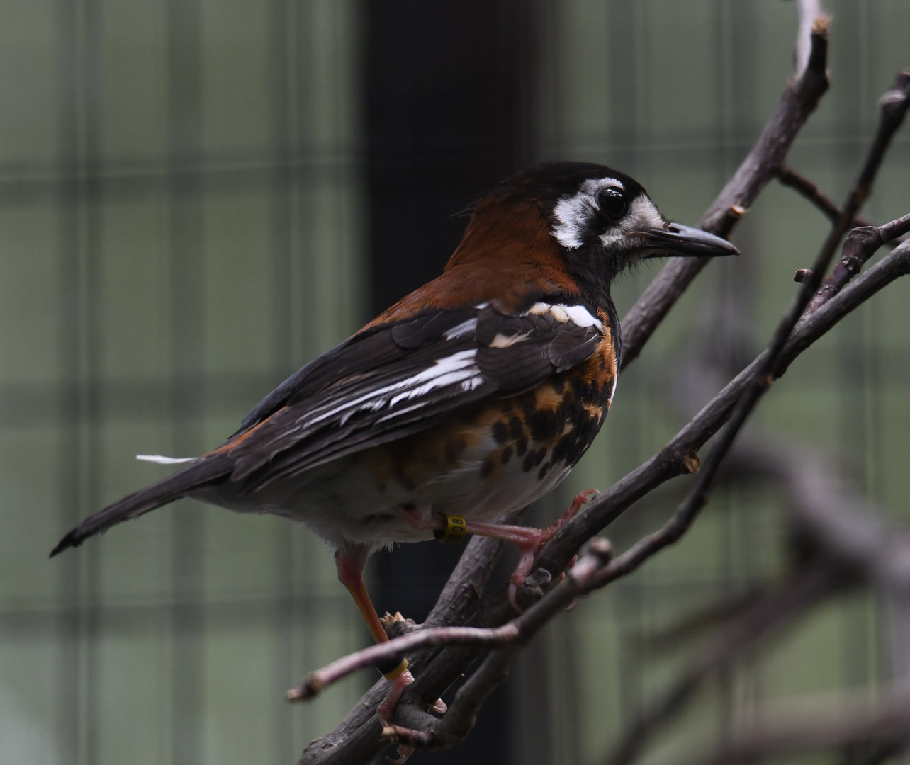 Chesnut-backed thrush - Feathers & Scales