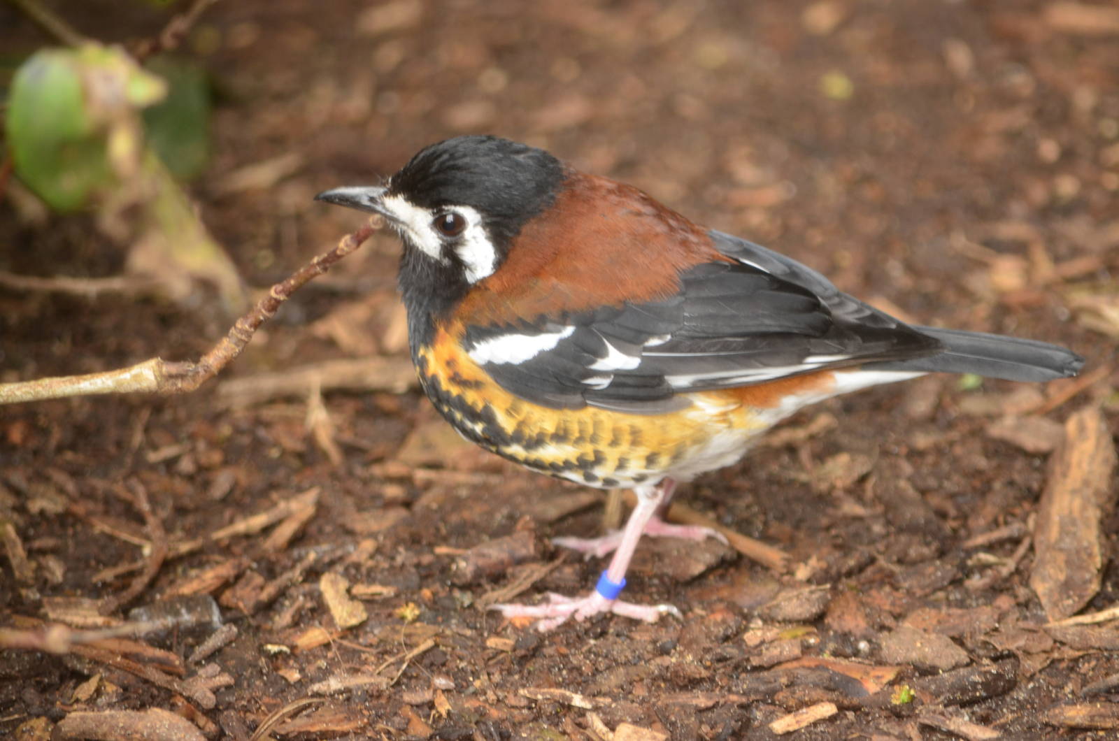 Chesnut backed thrush