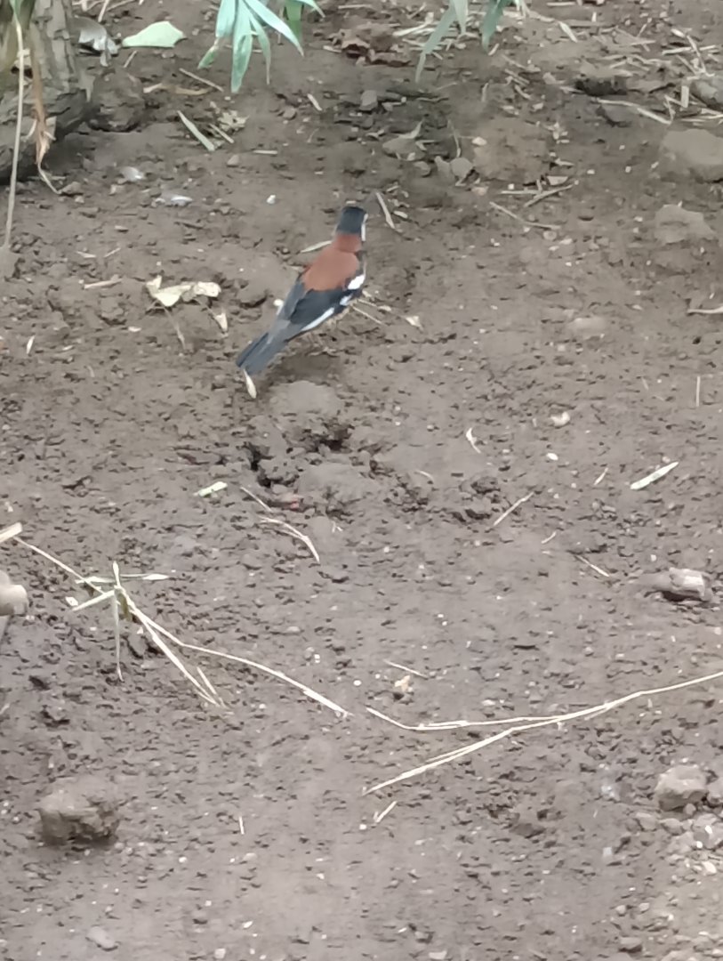 Chesnut-backed thrush