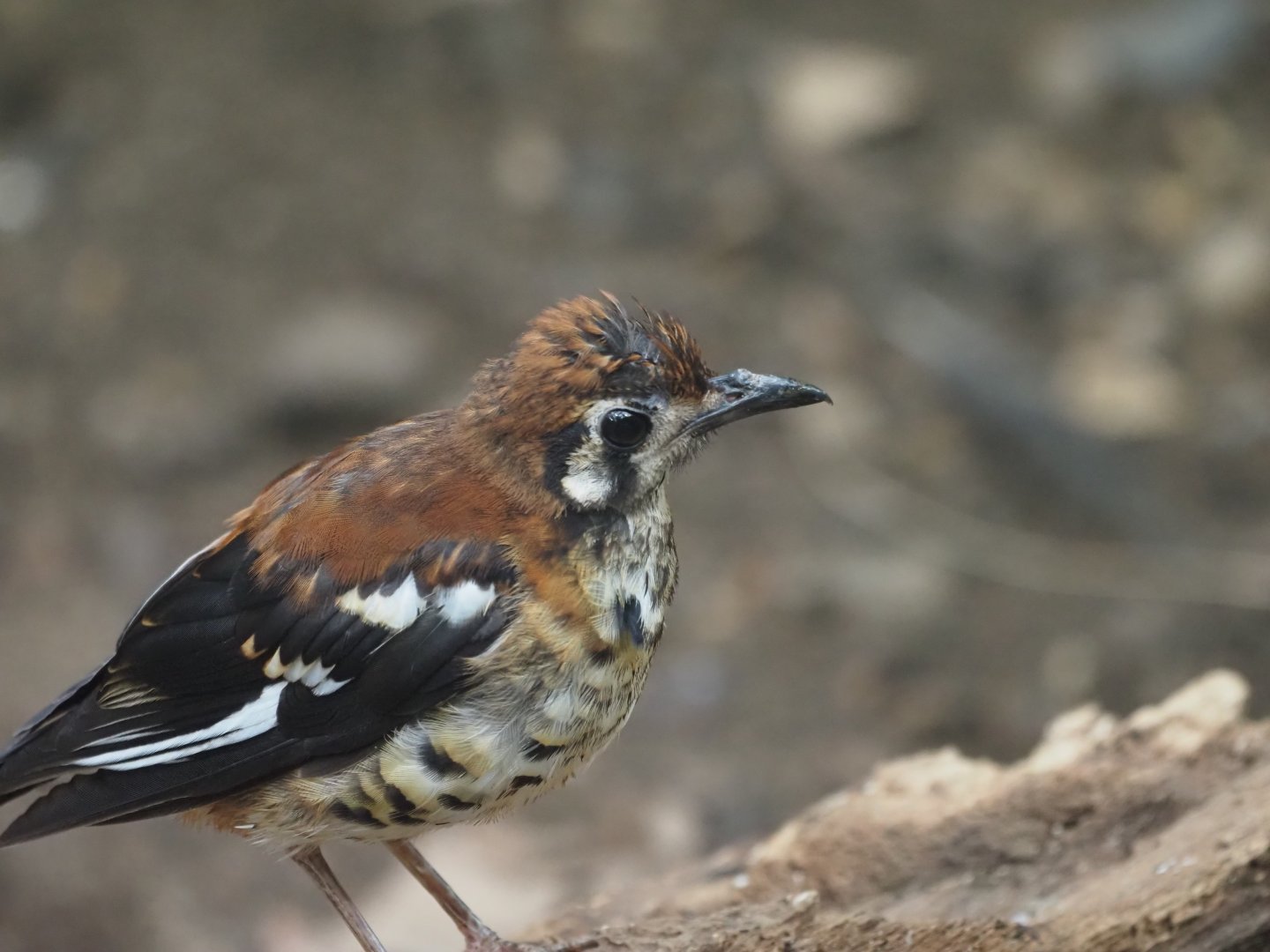 Chesnut-Backed Thrush