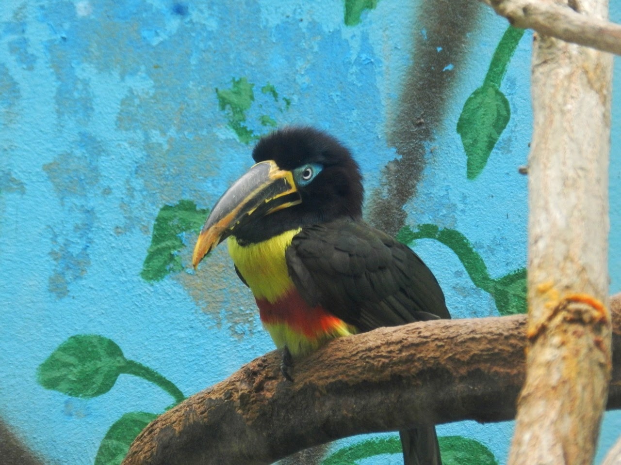 Chesnut-eared aracari - Parque de Las Leyendas