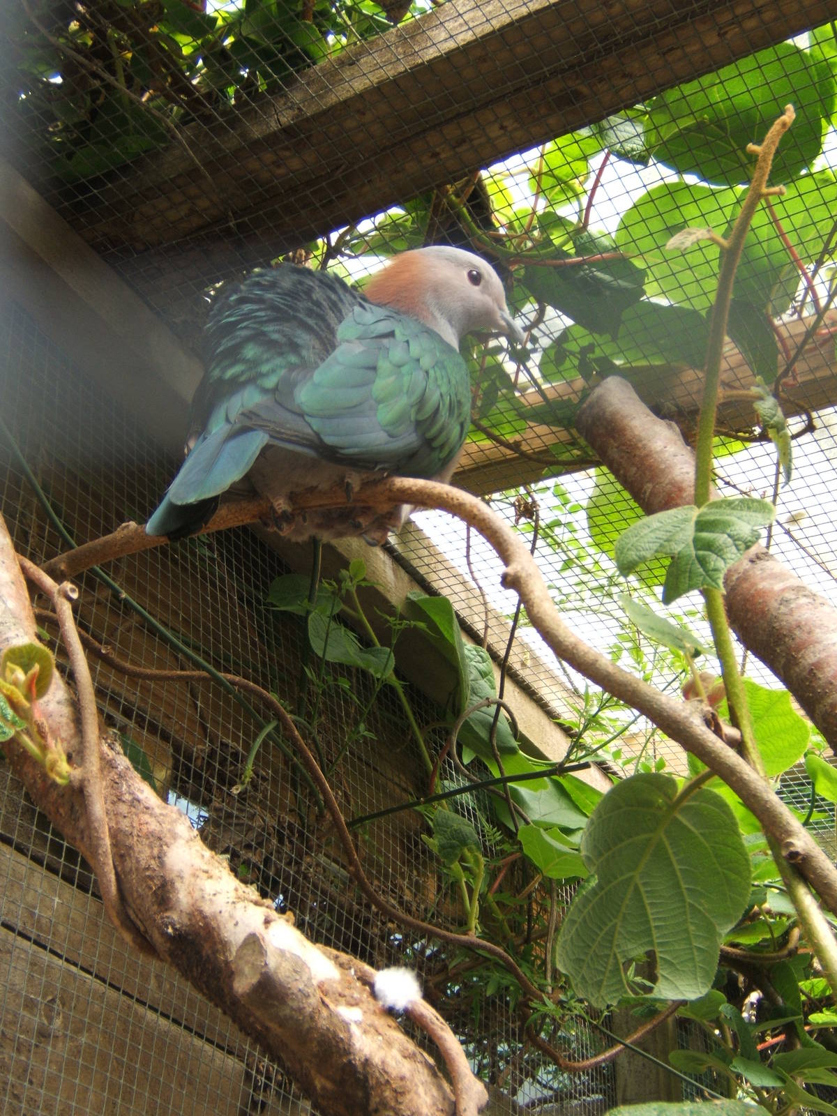 Chesnut-naped Imperial Pigeon (Ducula aenea paulina)