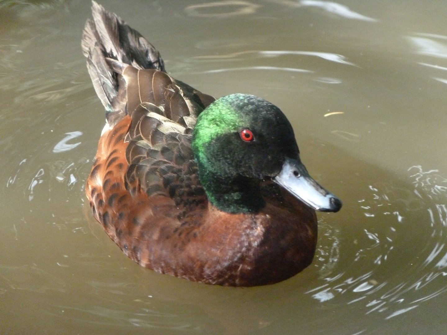 Chesnut teal -Zoo de Santillana del Mar (2024)
