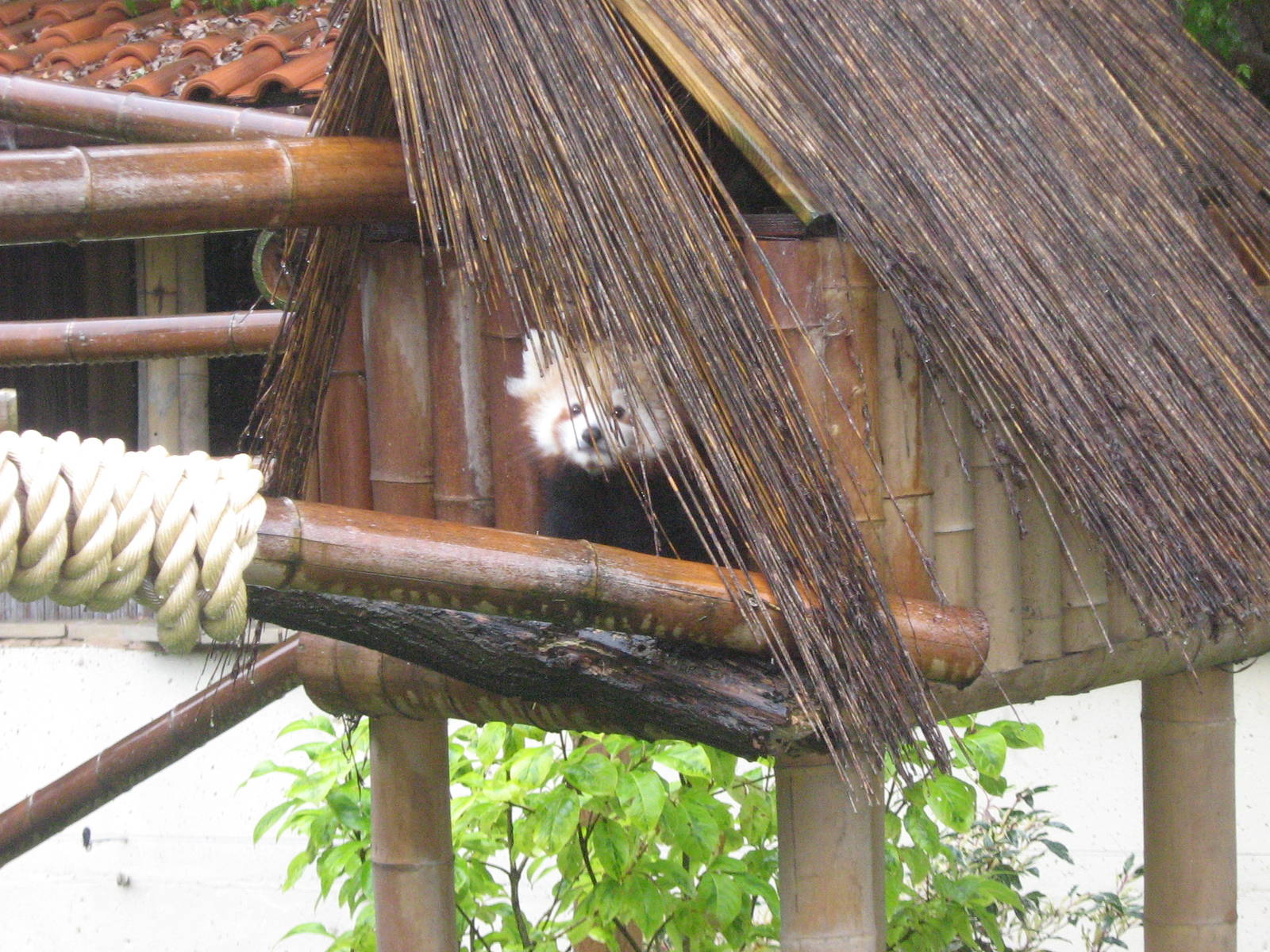 Chesnut The Female Western Red Panda