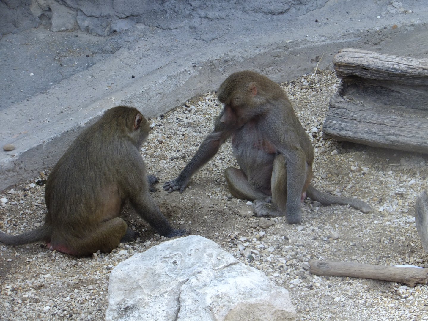 Chess players (Sacred baboons)