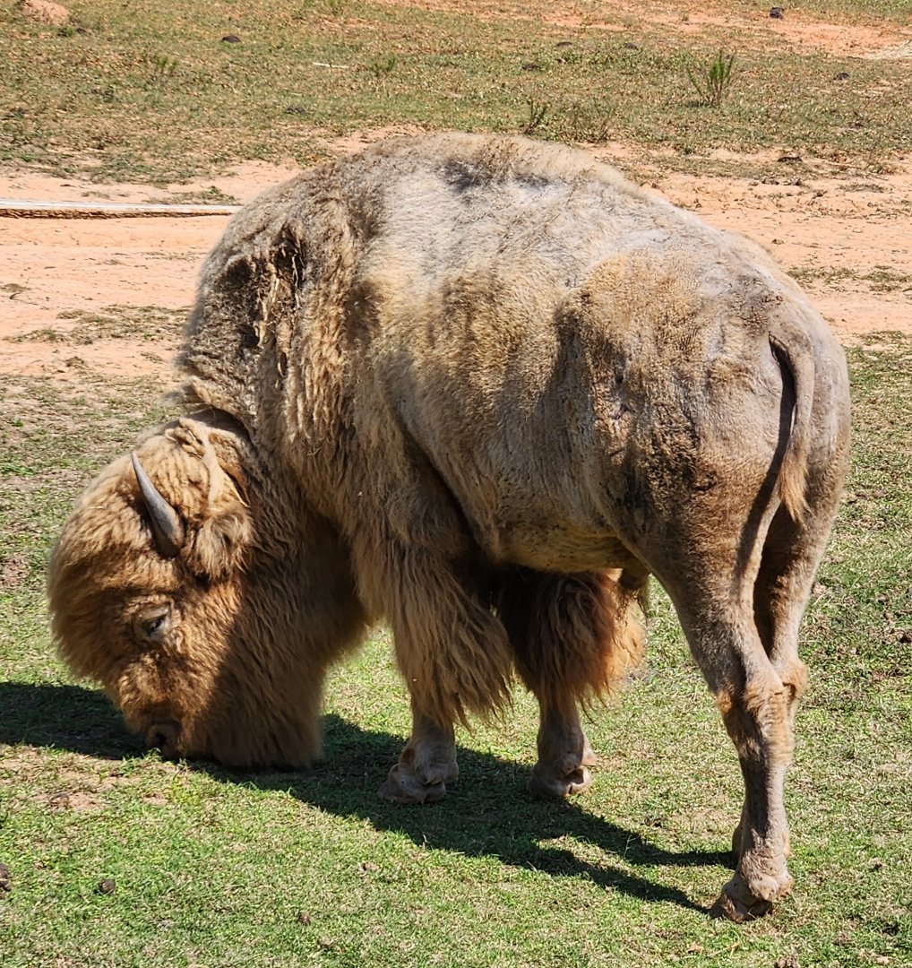 Chestatee Zoo - American Bison (blonde)