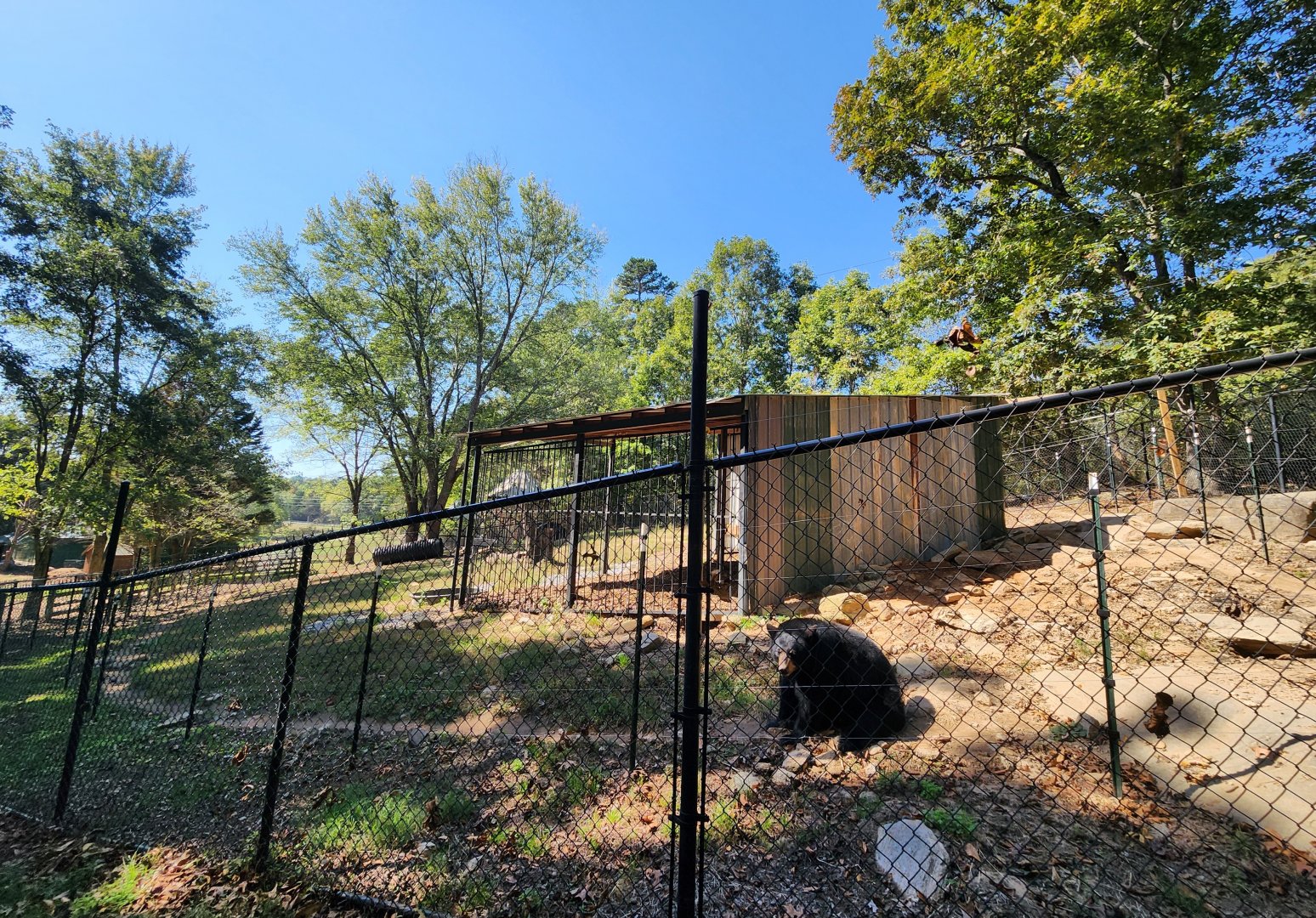 Chestatee Zoo -American Black Bear exhibit #2
