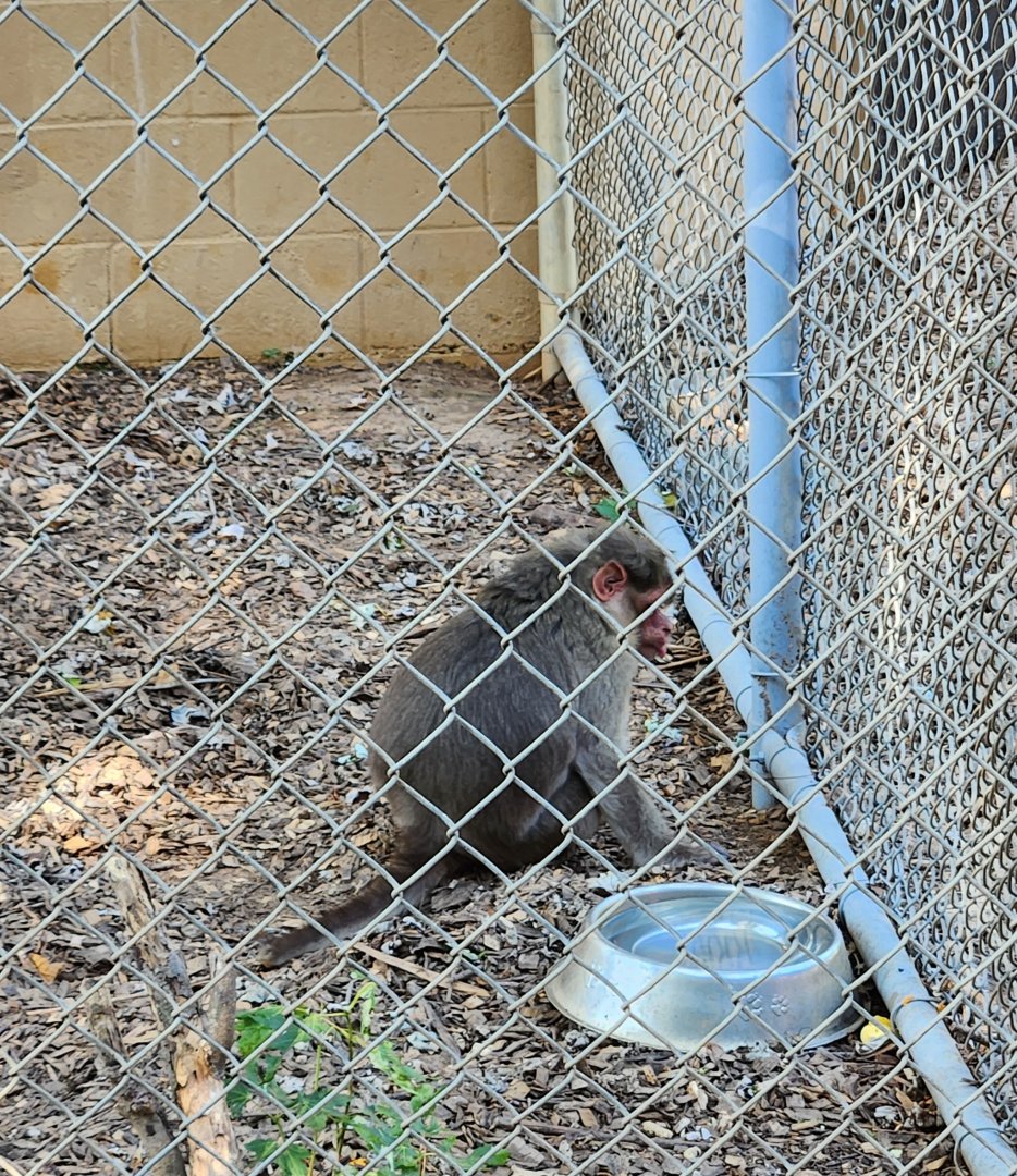 Chestatee Zoo - Bonnet Macaque