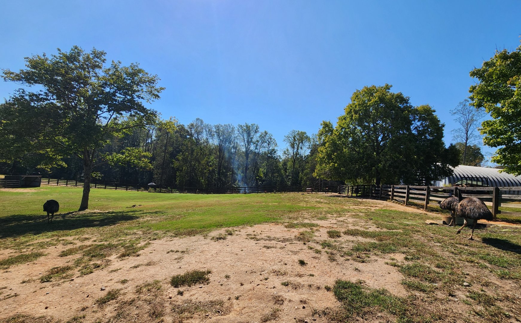 Chestatee Zoo - Emu exhibit