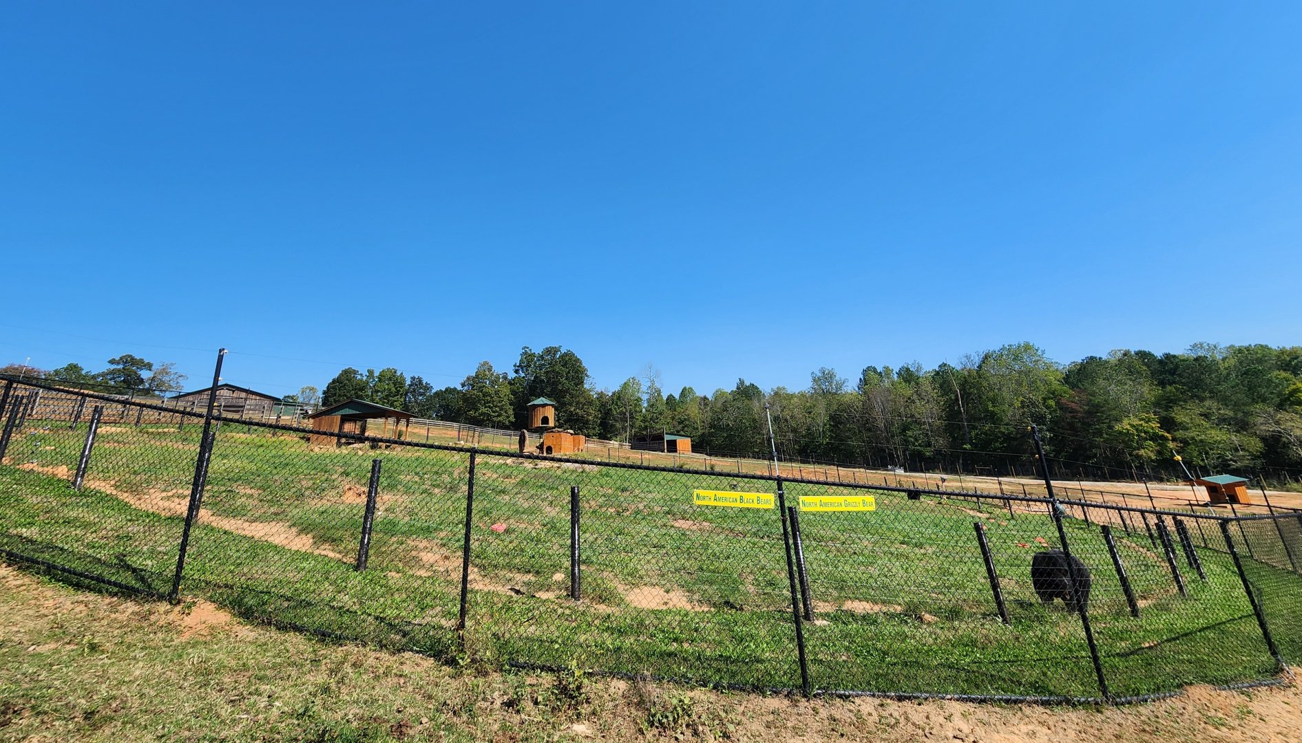 Chestatee Zoo - Grizzly/Black Bear exhibit