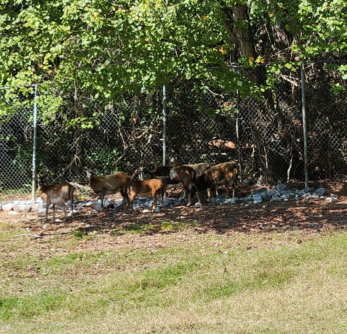 Chestatee Zoo - Mouflon herd