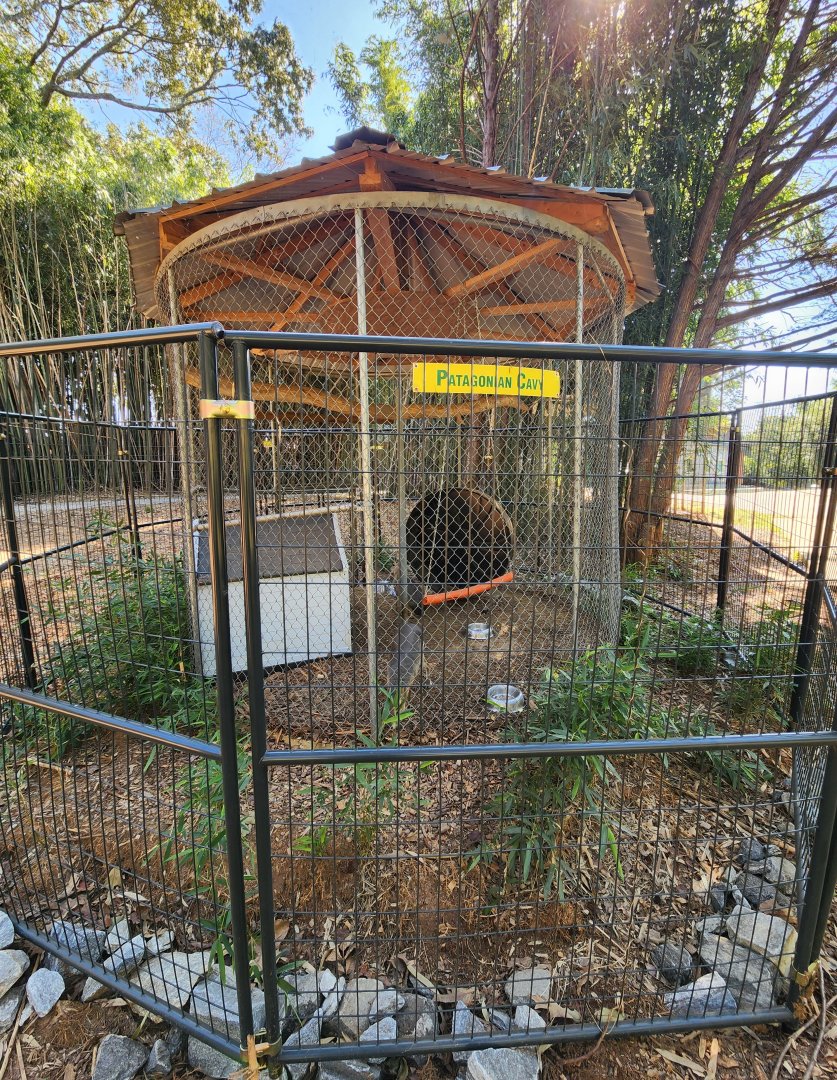 Chestatee Zoo - Patagonian Mara enclosure
