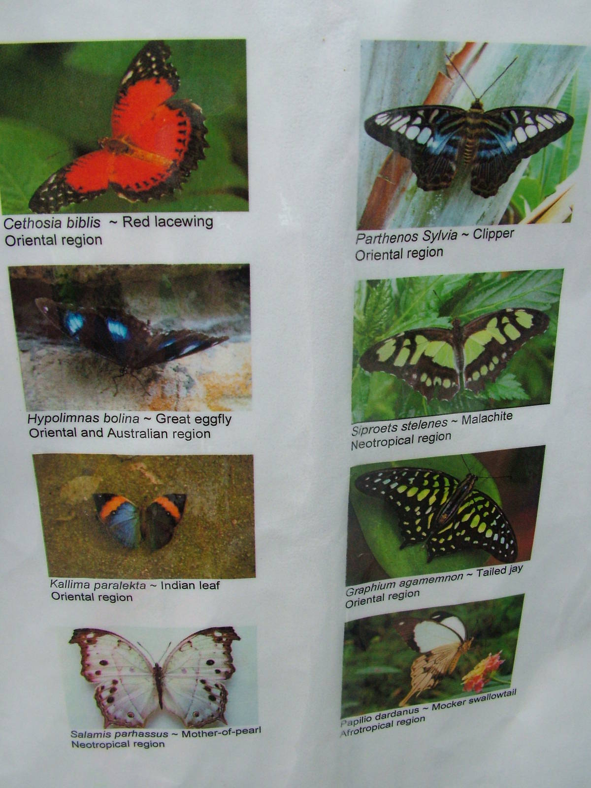 Chester Butterfly ID sheets - 1 of 3