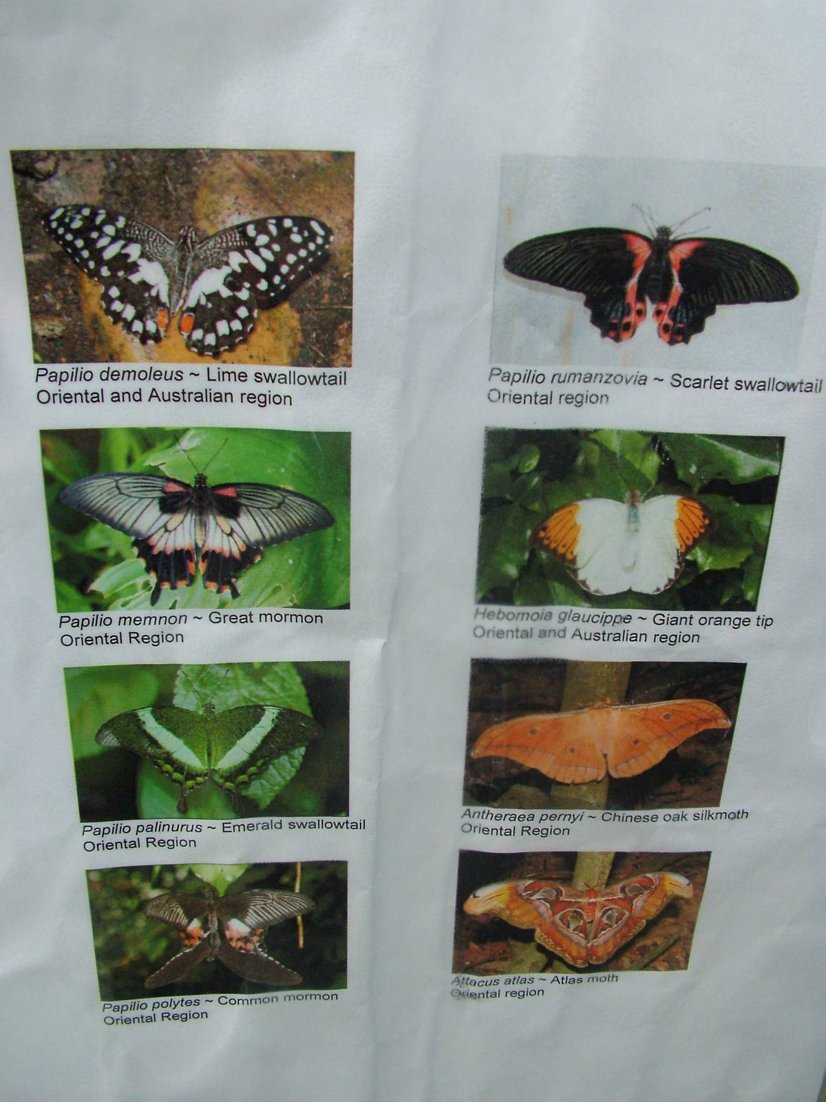 Chester Butterfly ID sheets - 2 of 3