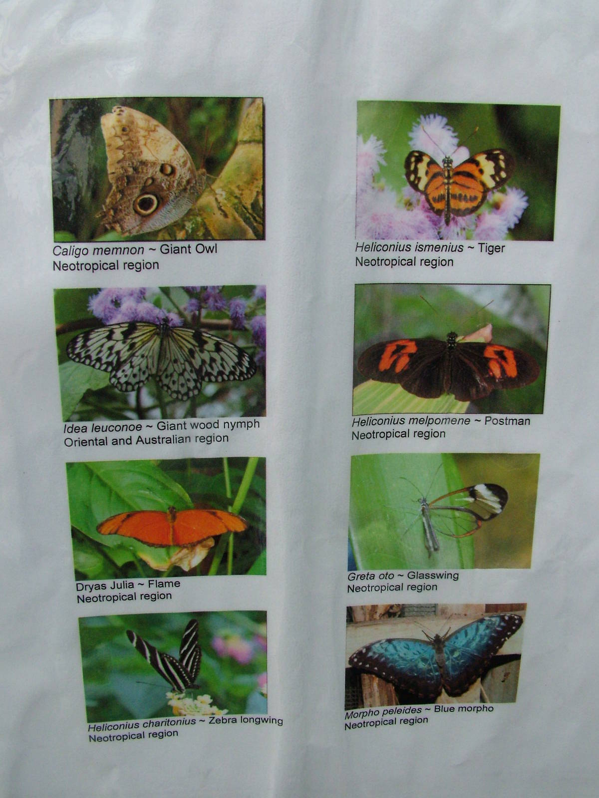 Chester Butterfly ID sheets - 3 of 3