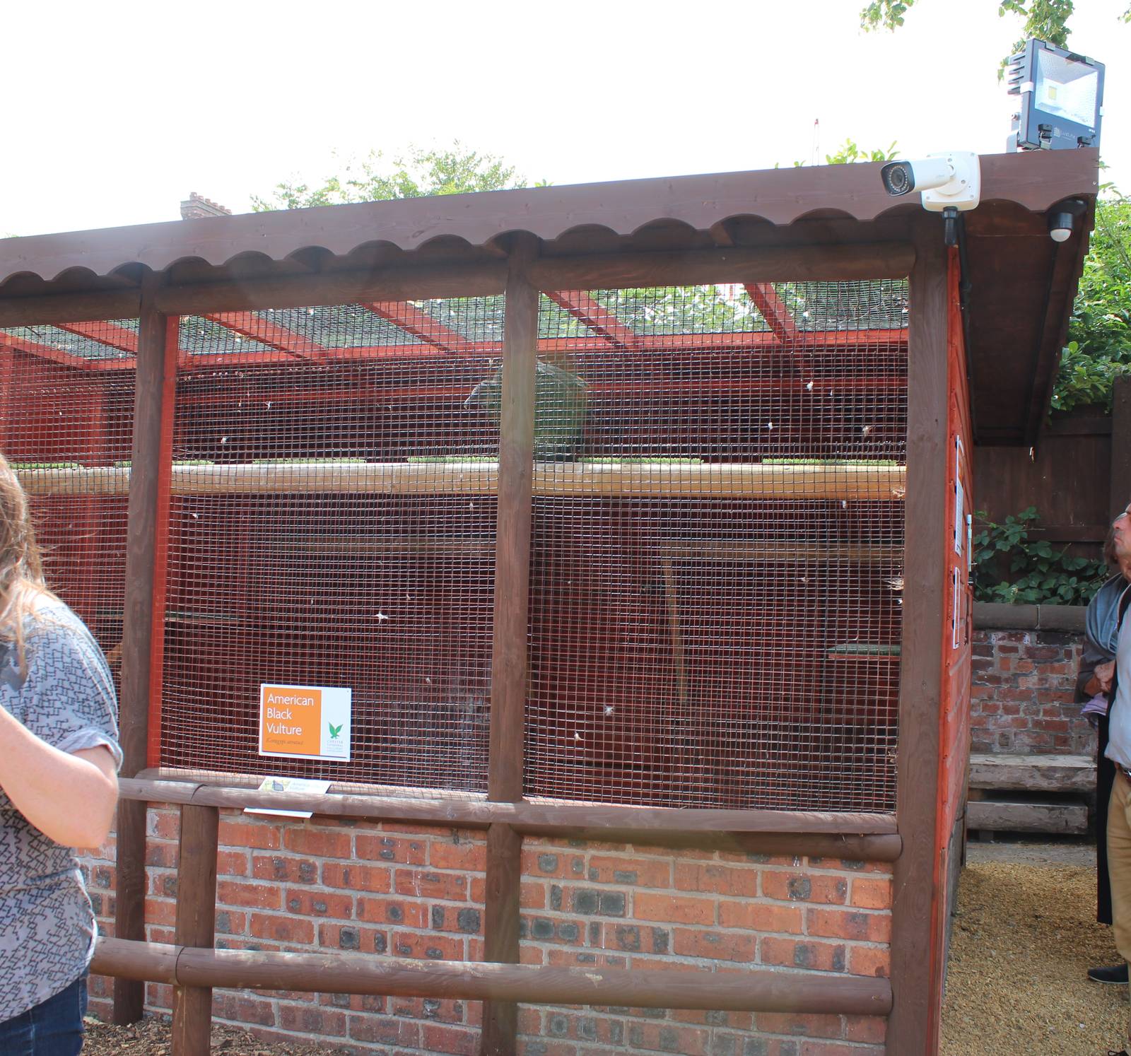 Chester Catherdral Falconry - American Black Vulture Aviary