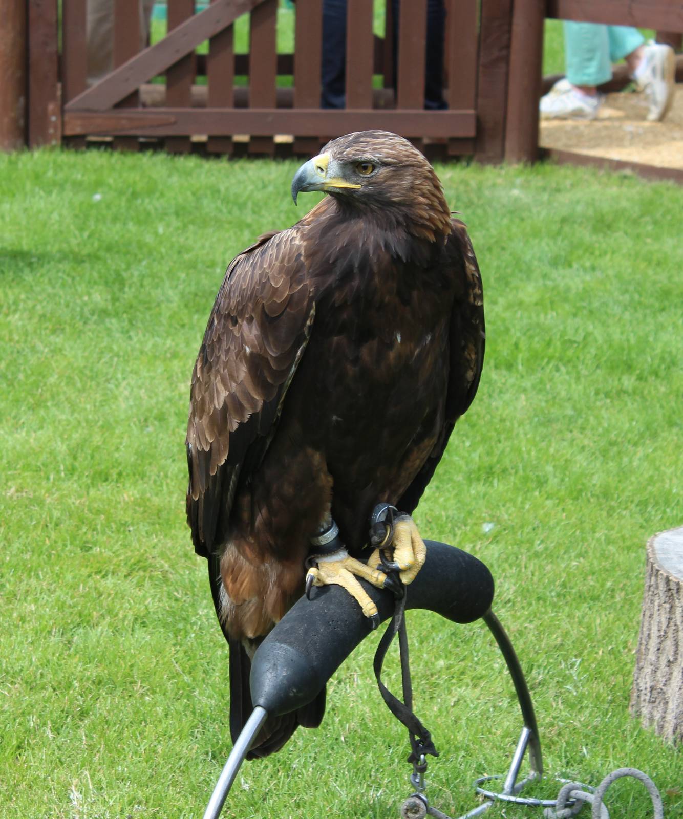 Chester Catherdral Falconry - Golden Eagle