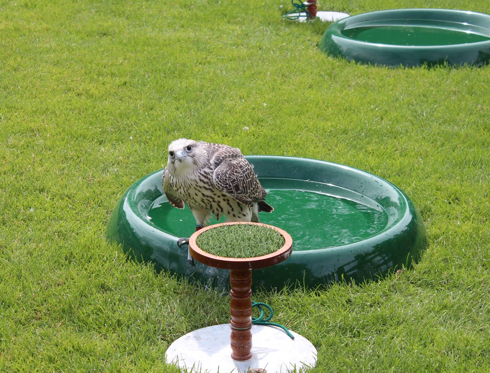 Chester Catherdral Falconry - Gyr Falcon having a bath