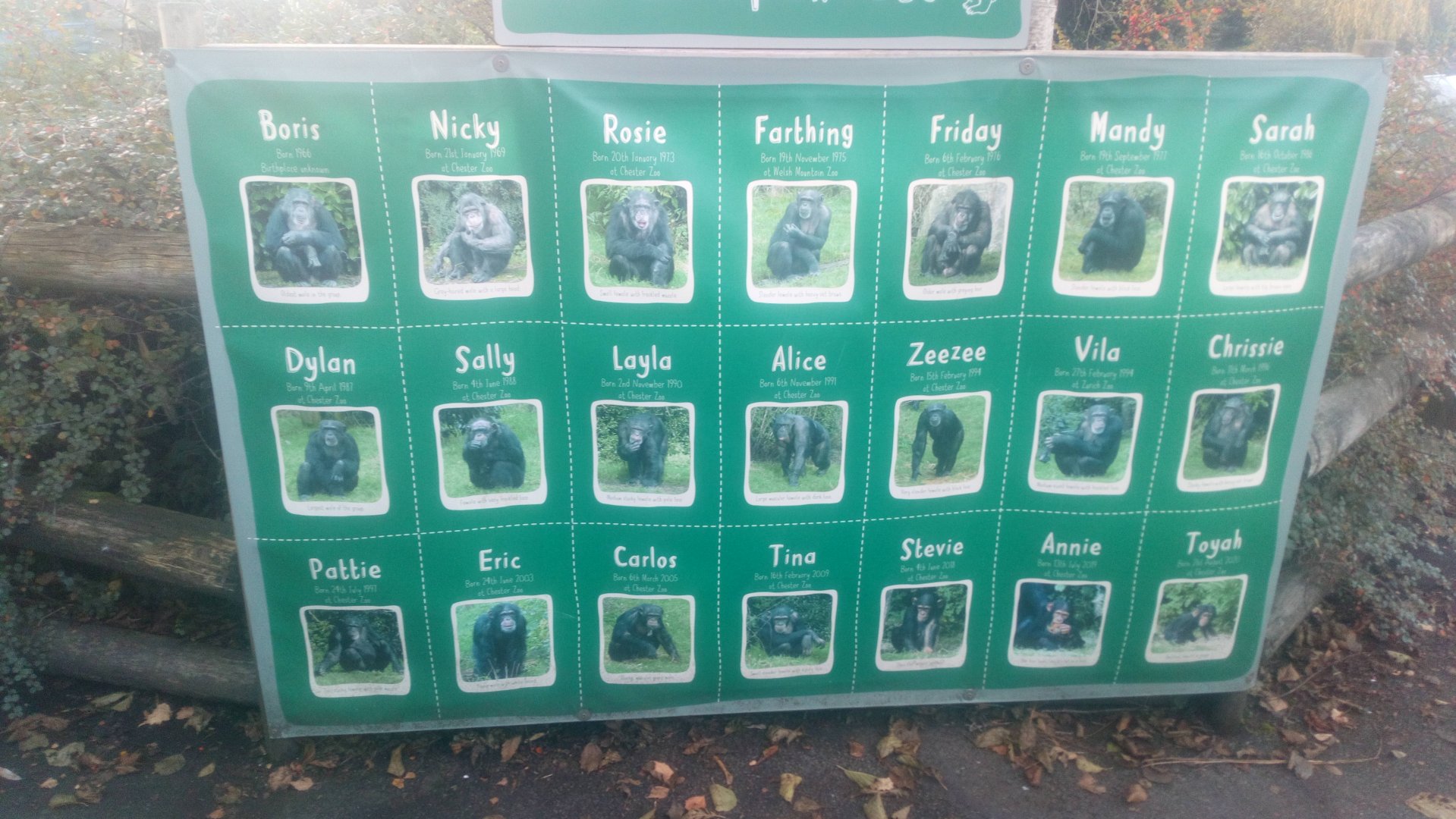 Chester chimp board 25/11/21