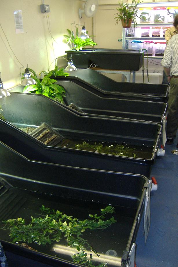 Chester, Summer 2007, off-show turtle tanks.