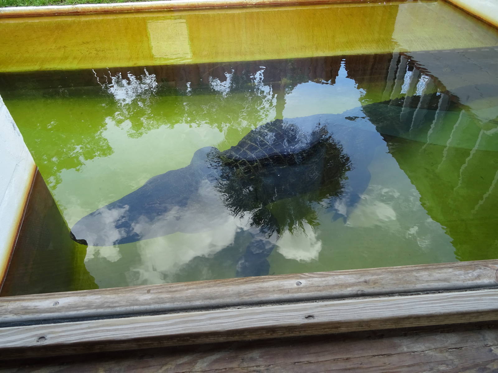 Chester the Dog Eater at Gatorland
