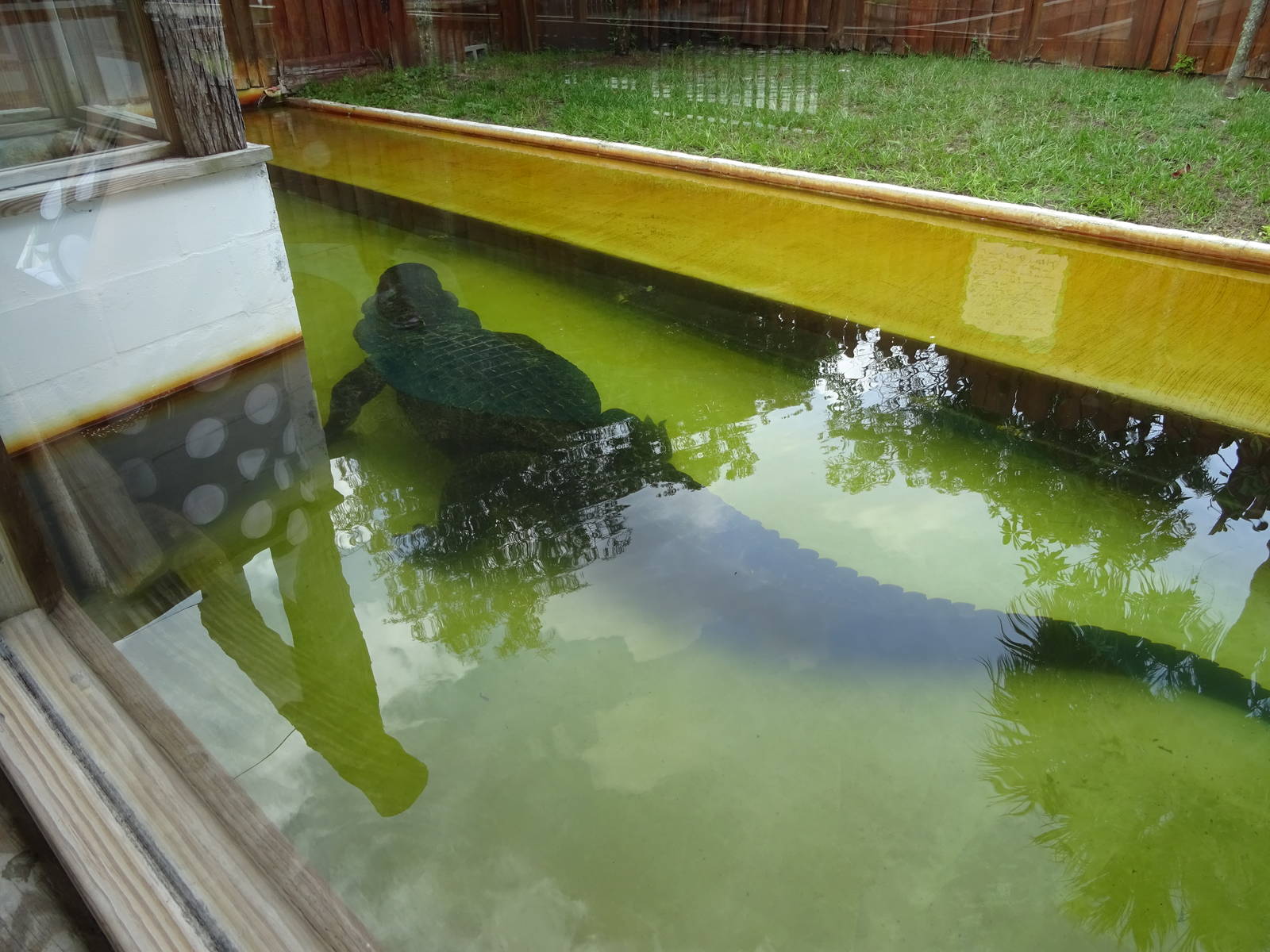 Chester the Dog Eater at Gatorland
