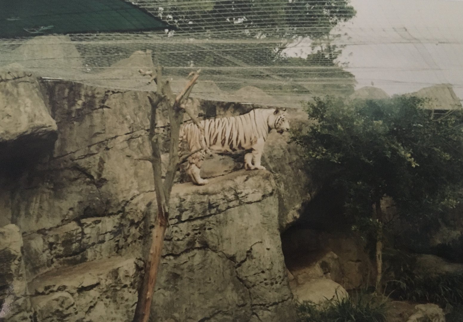 Chester the white tiger