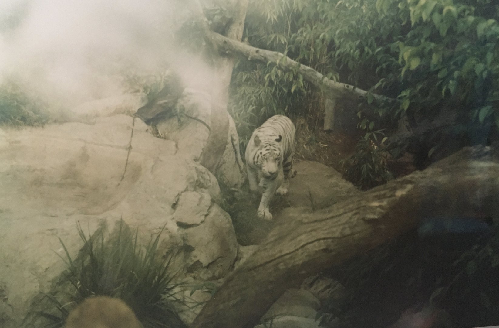 Chester the white tiger