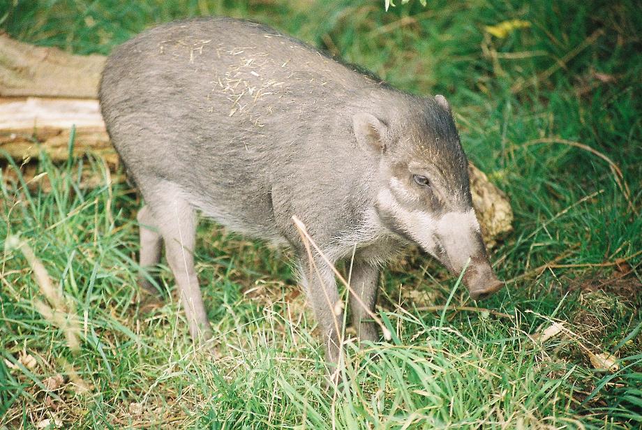 Chester Warty Pig