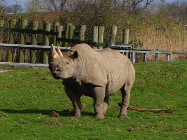 Chester Zoo 18 March 2012