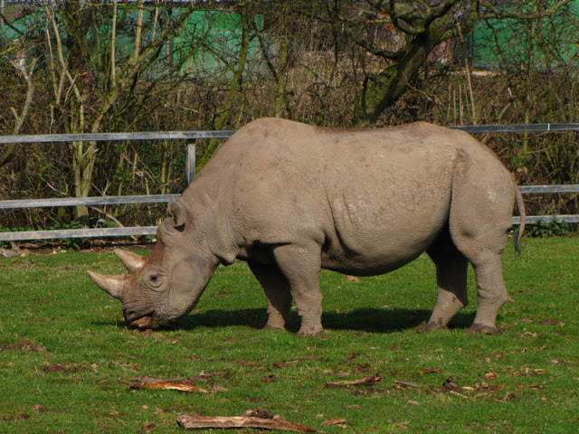 Chester Zoo 18 March 2012