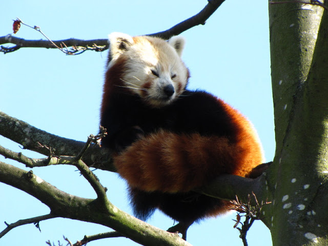 Chester Zoo 18 March 2012