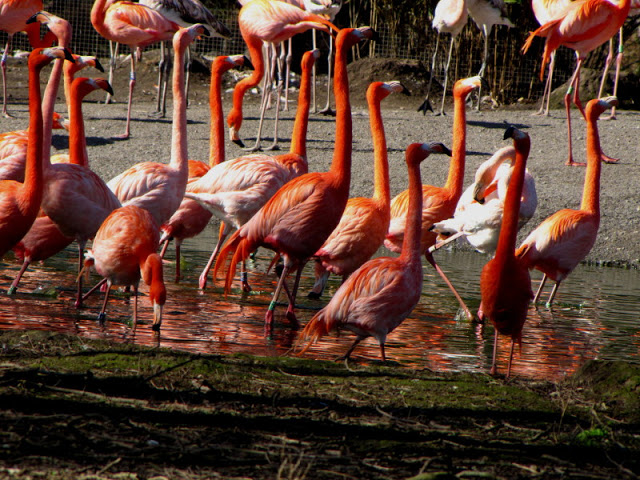 Chester Zoo 18 March 2012