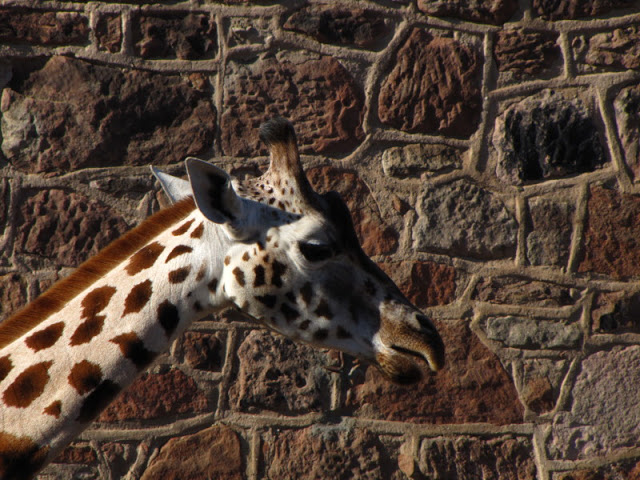 Chester Zoo 18 March 2012