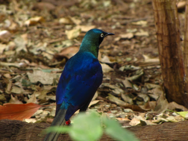 Chester Zoo 18 March 2012
