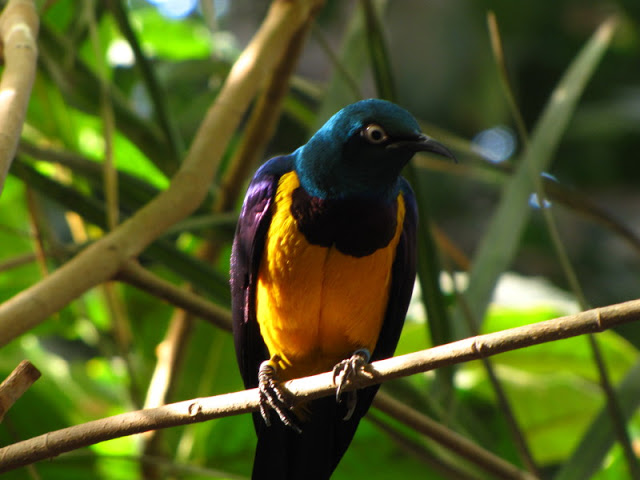 Chester Zoo 18 March 2012