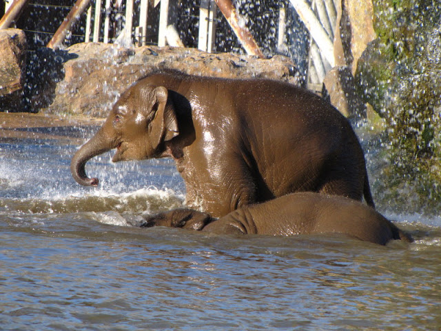 Chester Zoo 18 March 2012