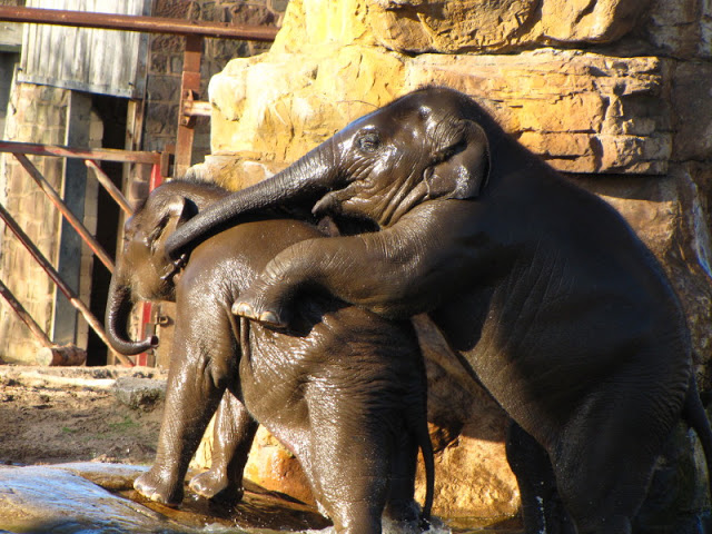 Chester Zoo 18 March 2012