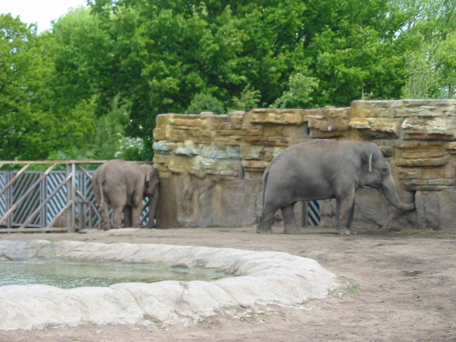 Chester Zoo 2003 - Asiatic Elephant exhibit