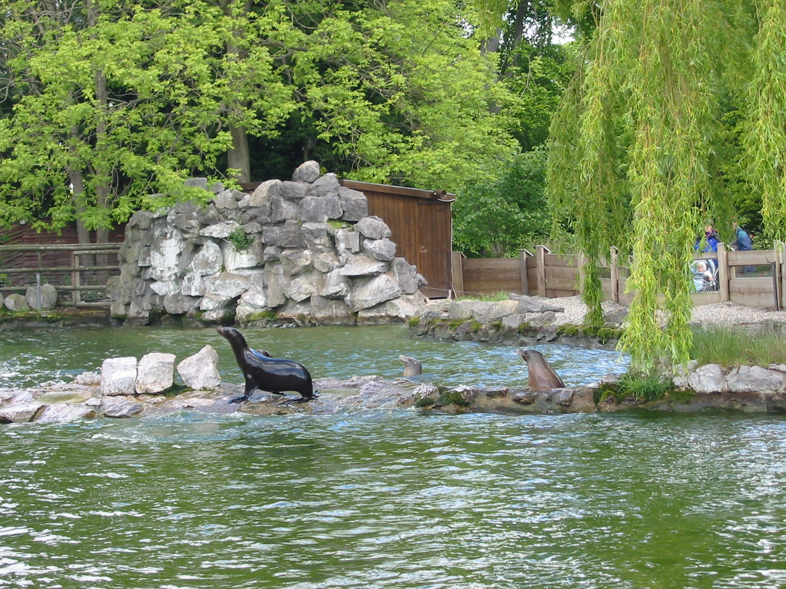 Chester Zoo 2003 - California Sea Lion exhibit