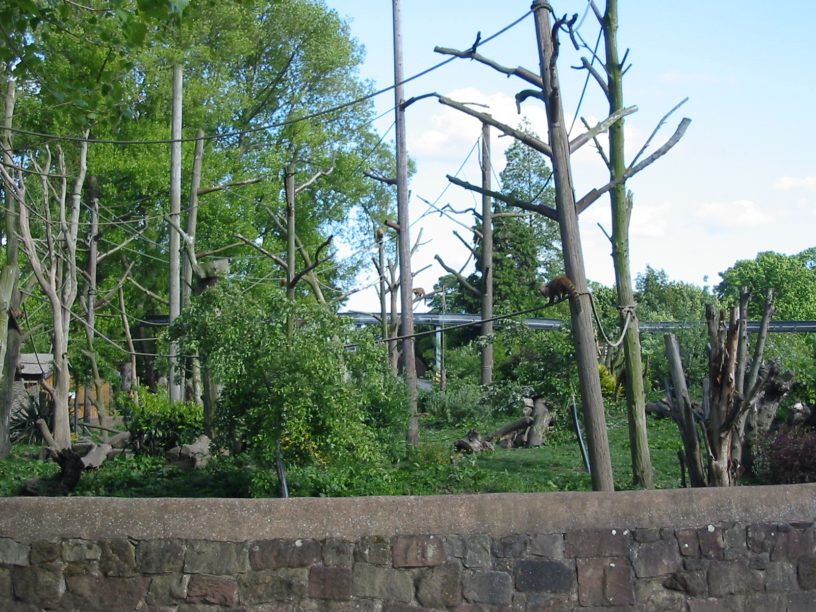 Chester Zoo 2003 - Coatimundi exhibit