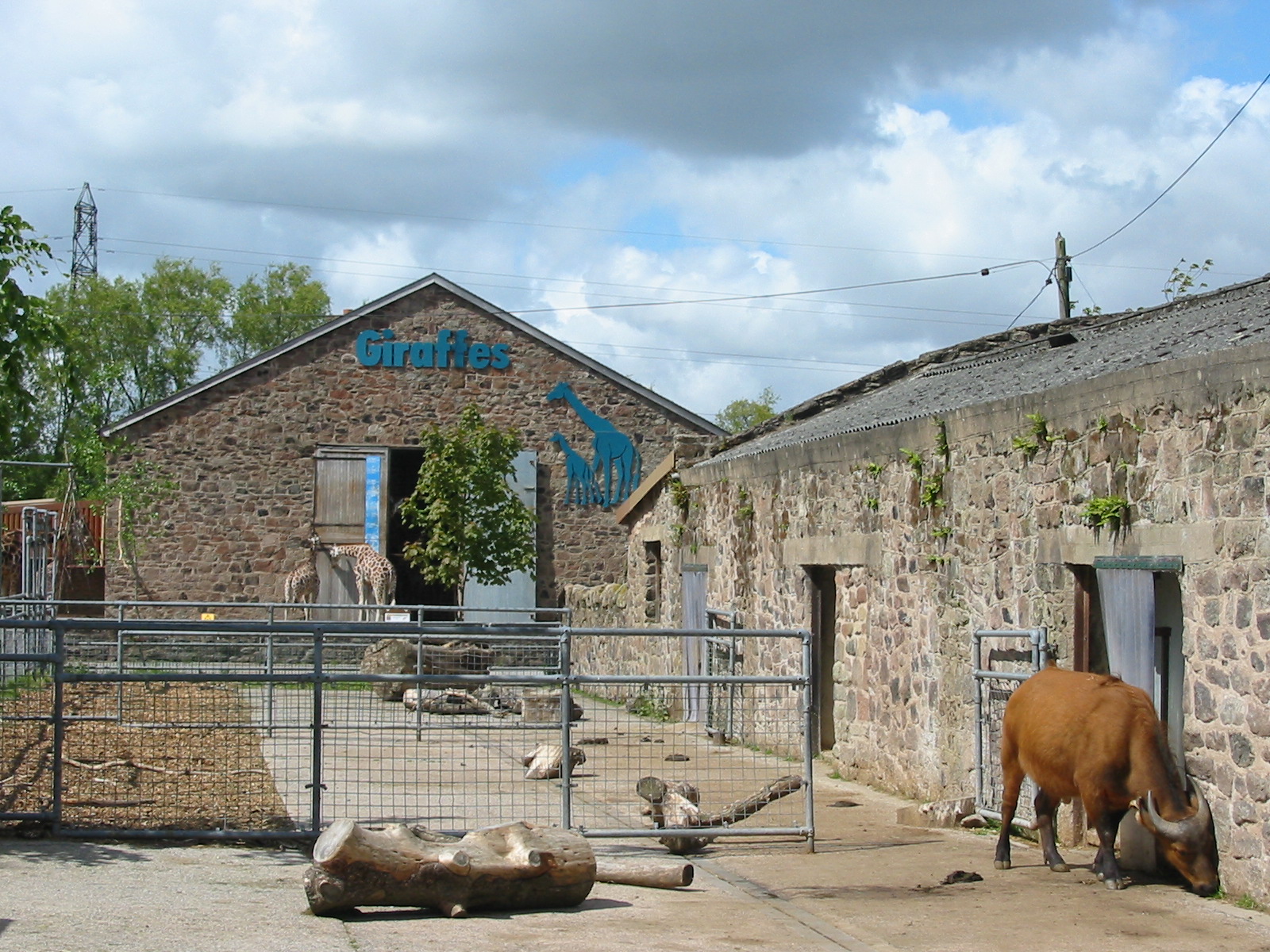 Chester Zoo 2003 - Congo Buffalo and Giraffe House