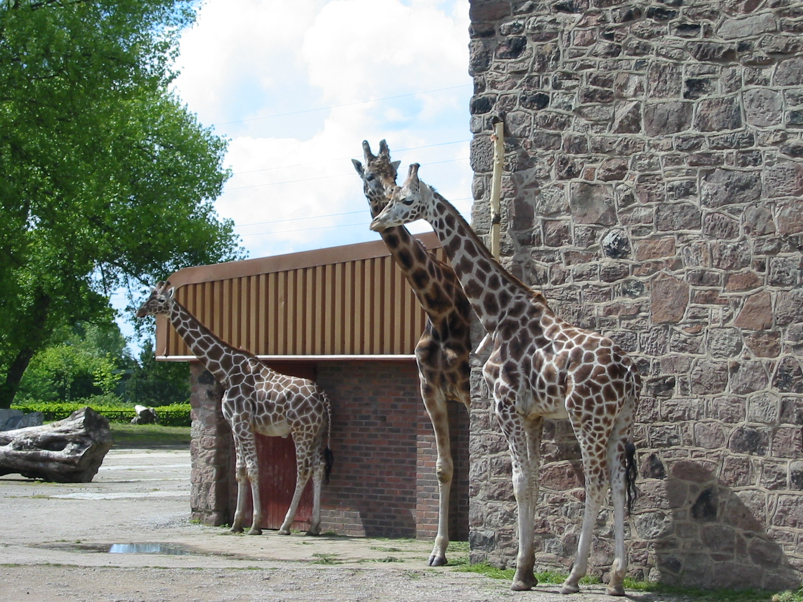 Chester Zoo 2003 - Giraffes