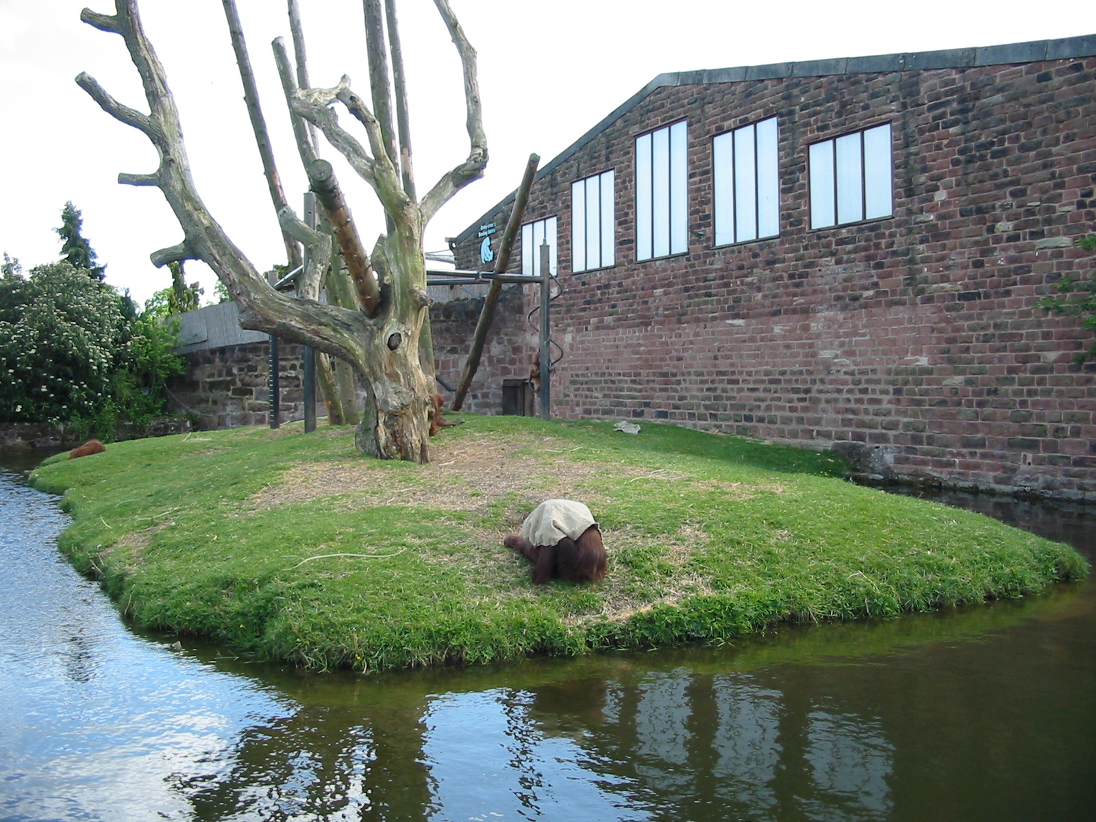 Chester Zoo 2003 - Orangutan exhibit