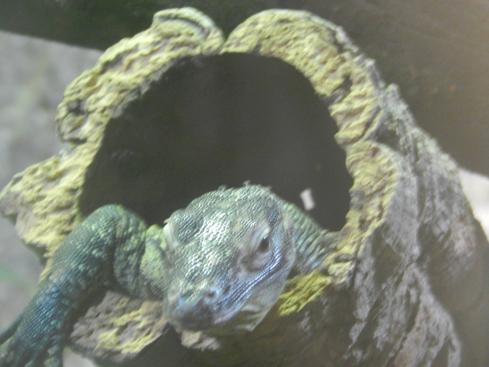 Chester zoo 28.05.2014