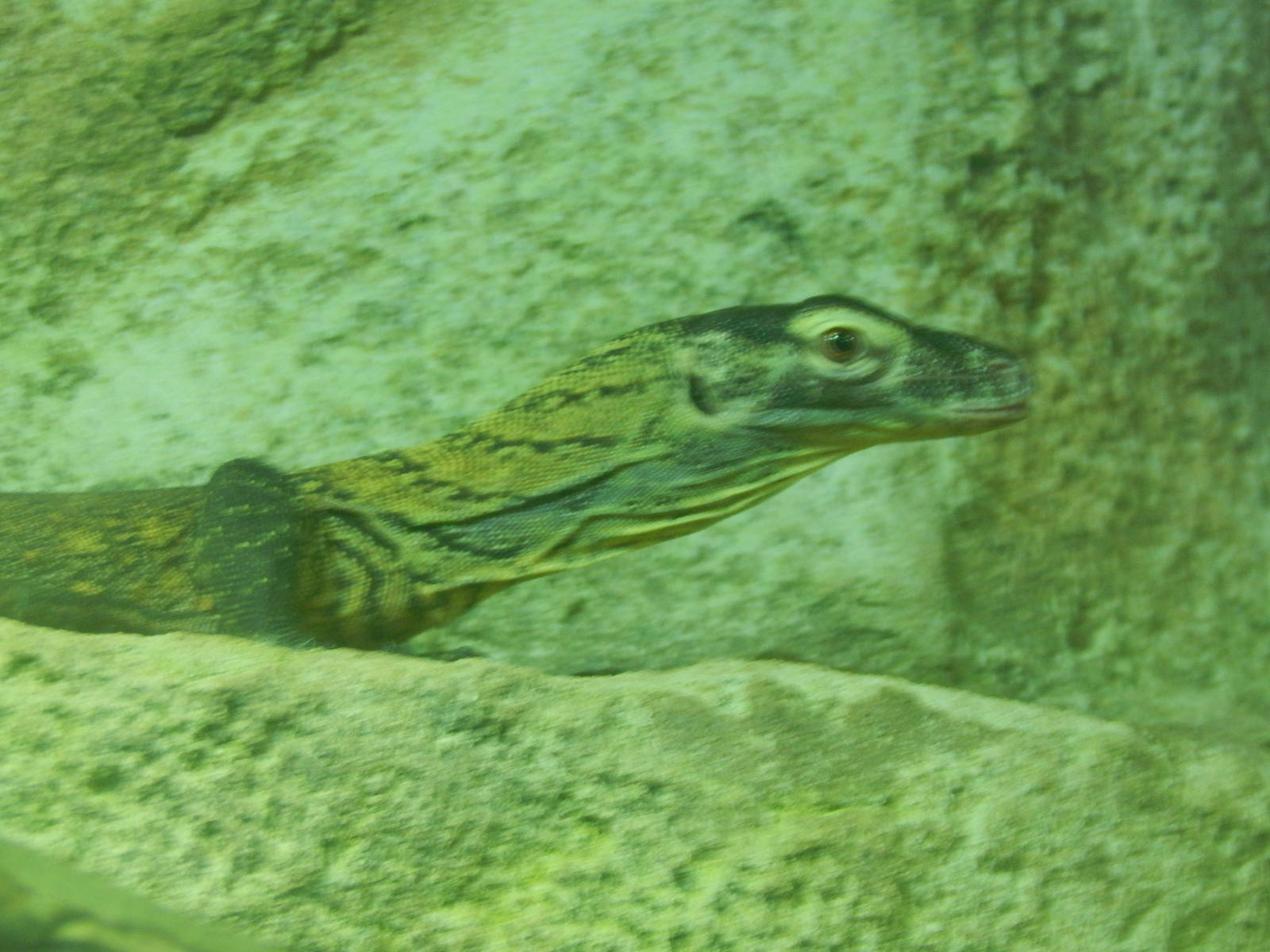 Chester zoo 28.05.2014