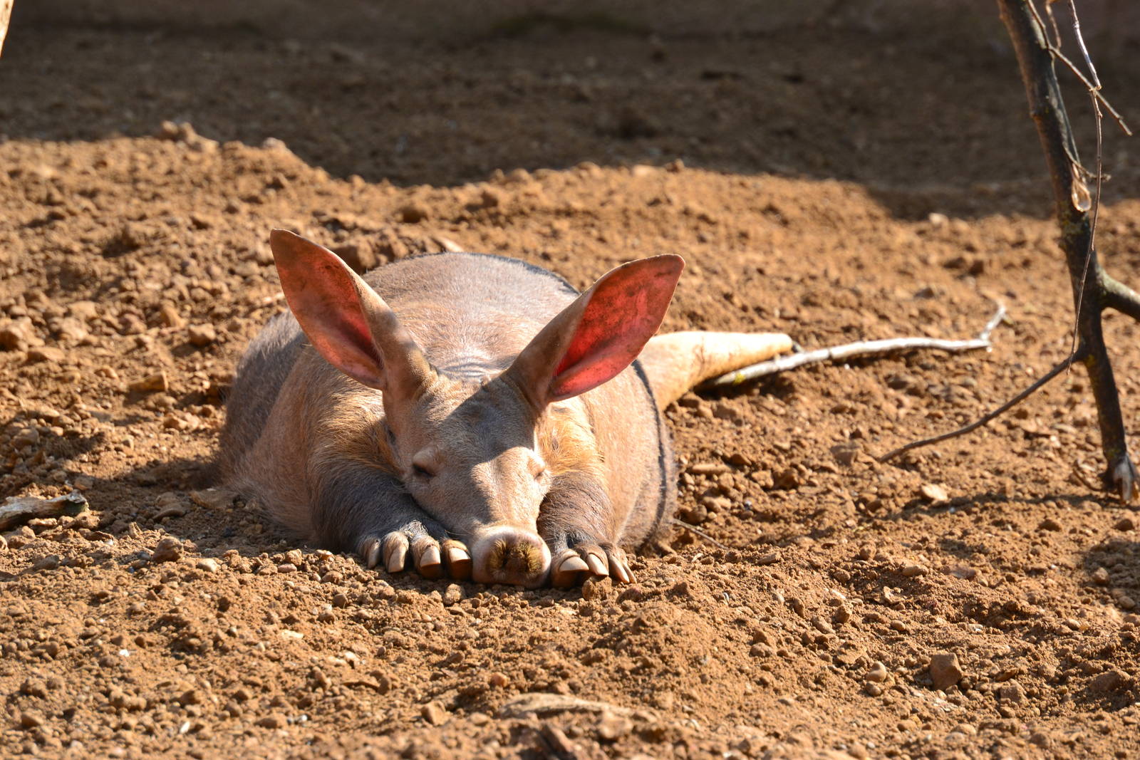 Chester Zoo Aardvark