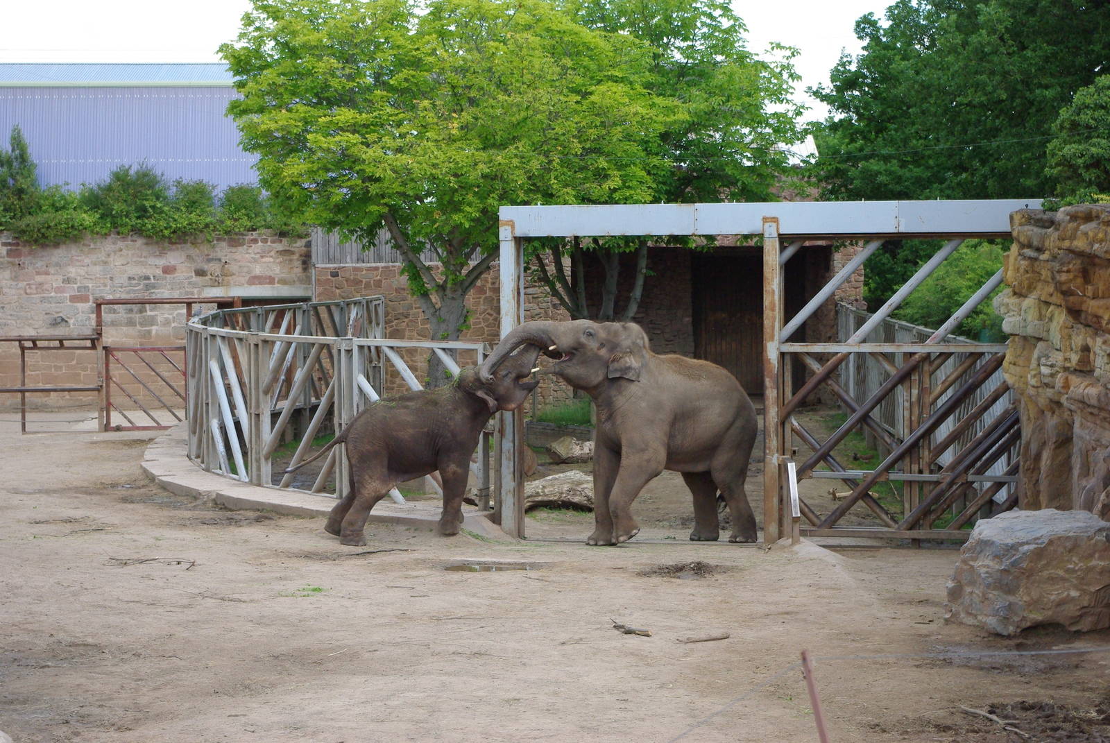Chester Zoo - Asian Elephant